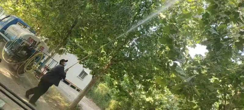 大张楼镇多措并举推进美国白蛾防治工作